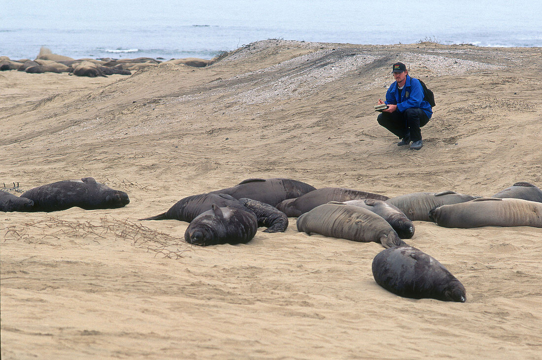 Researcher Monitors Elephant Seals
