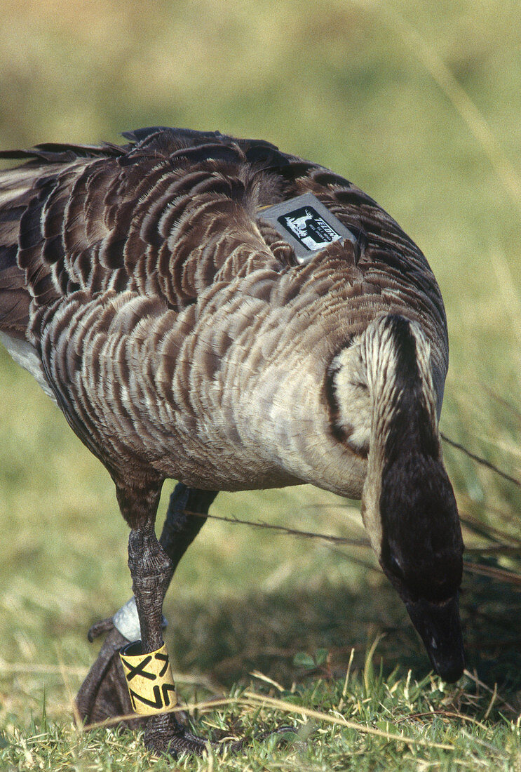 Nene Goose with Band and Transmitter