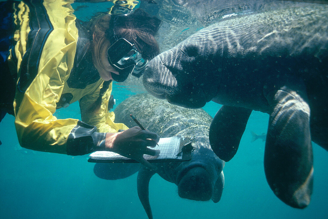 Marine Biologist with Manatees