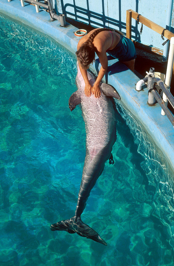 Researcher Giving Dolphin a Chest Rub