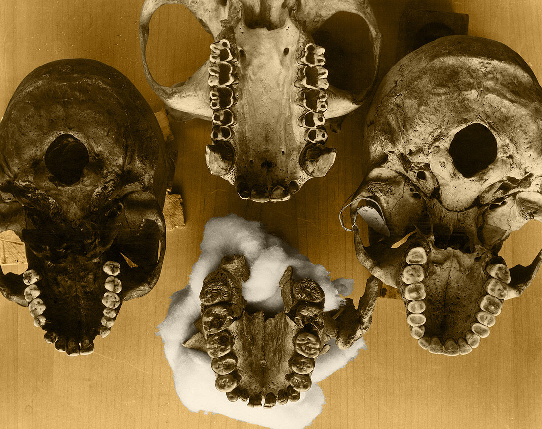 Paranthropus Palate Comparison
