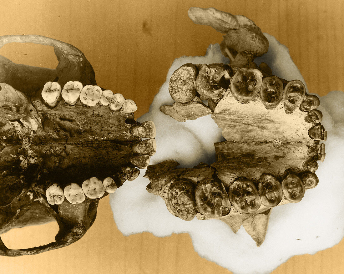 Paranthropus and Human Palates