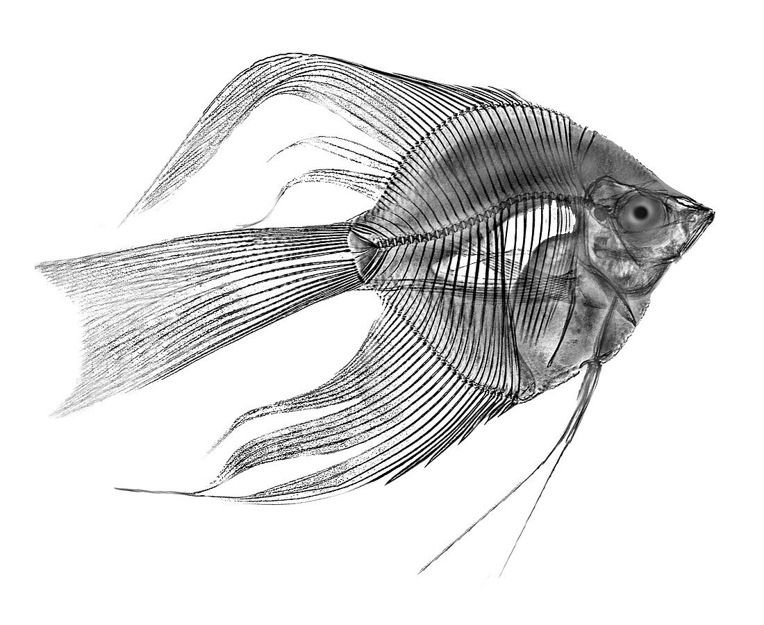 Angel Fish X-ray