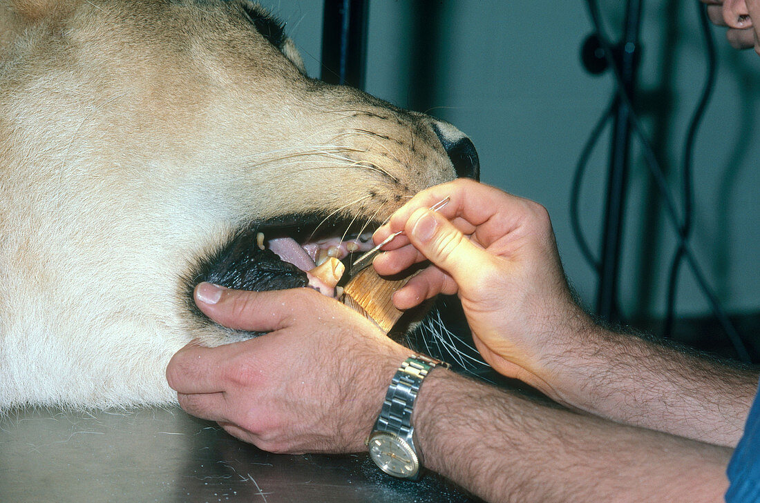 Zoo Lion getting Dental Work