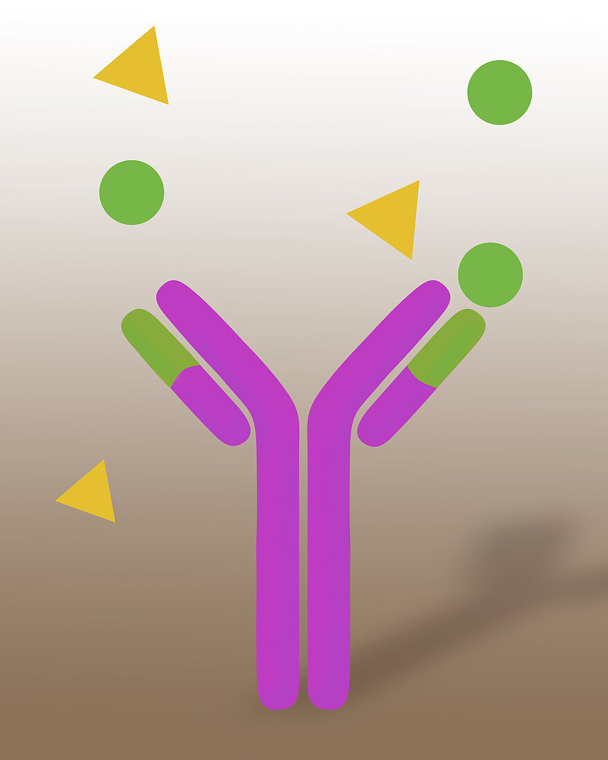 Monoclonal antibodies