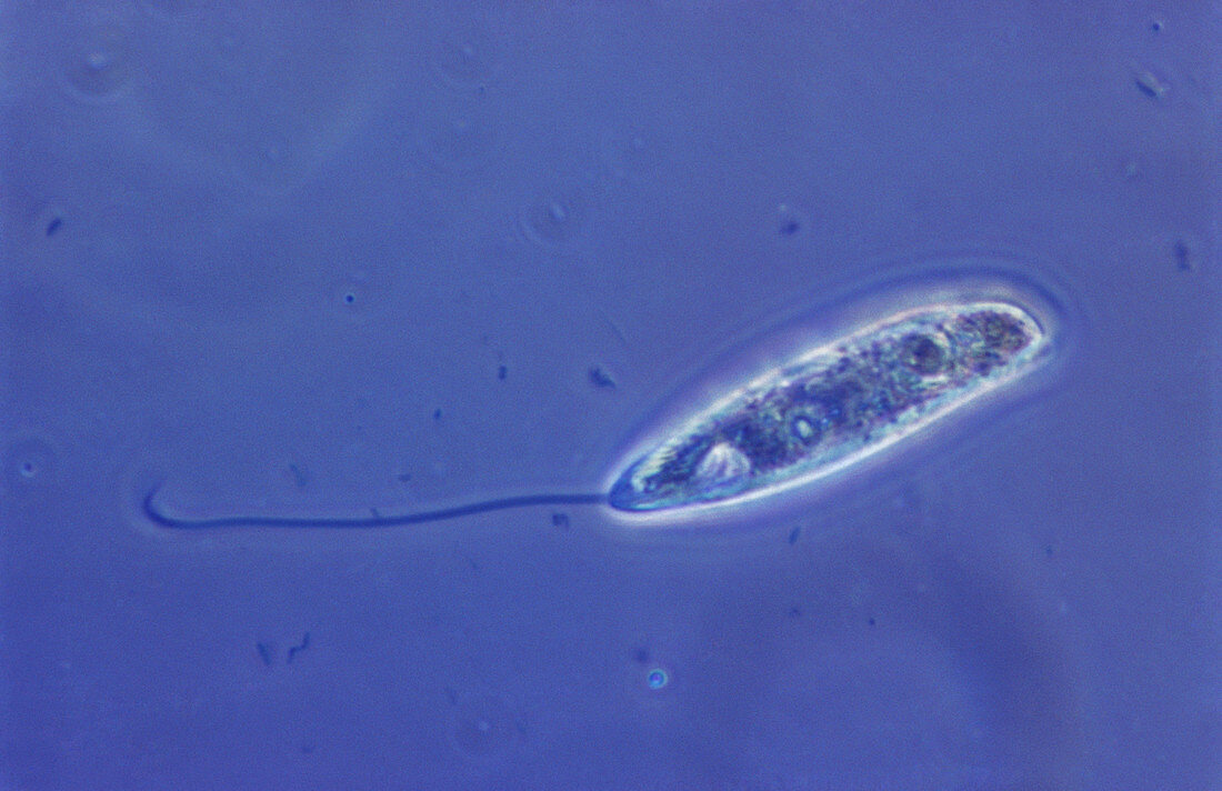 Peranema trichophorum,LM
