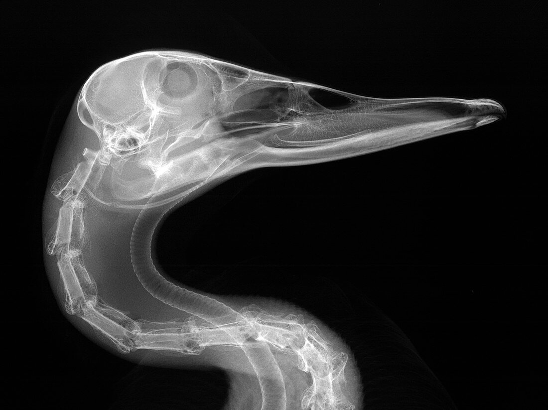 Mallard duck head,X-ray