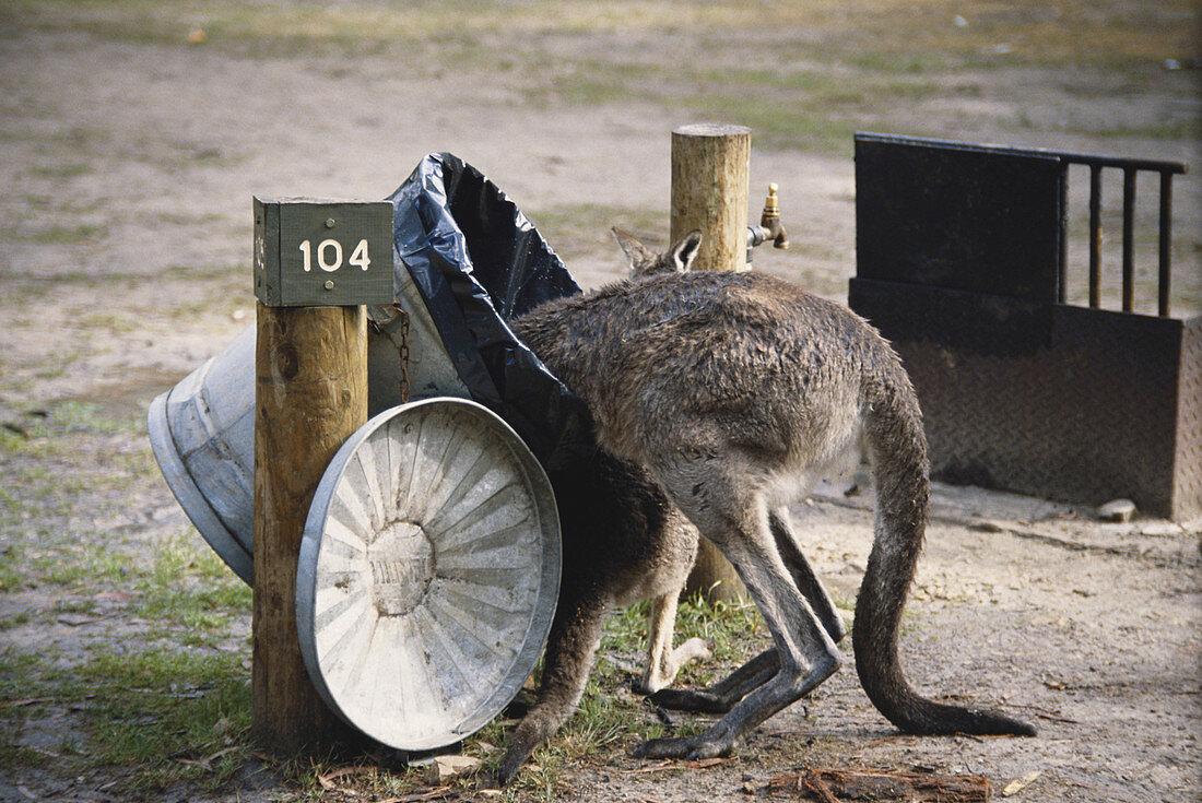 Kangaroo in Garbage
