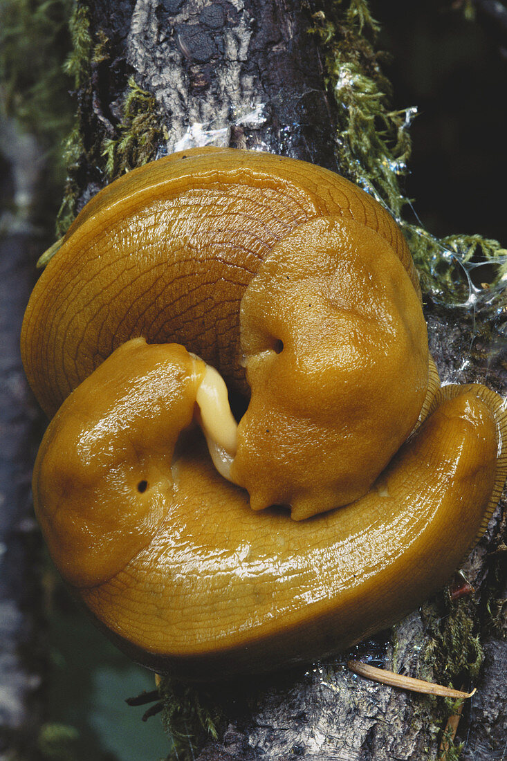 Banana Slugs Mating