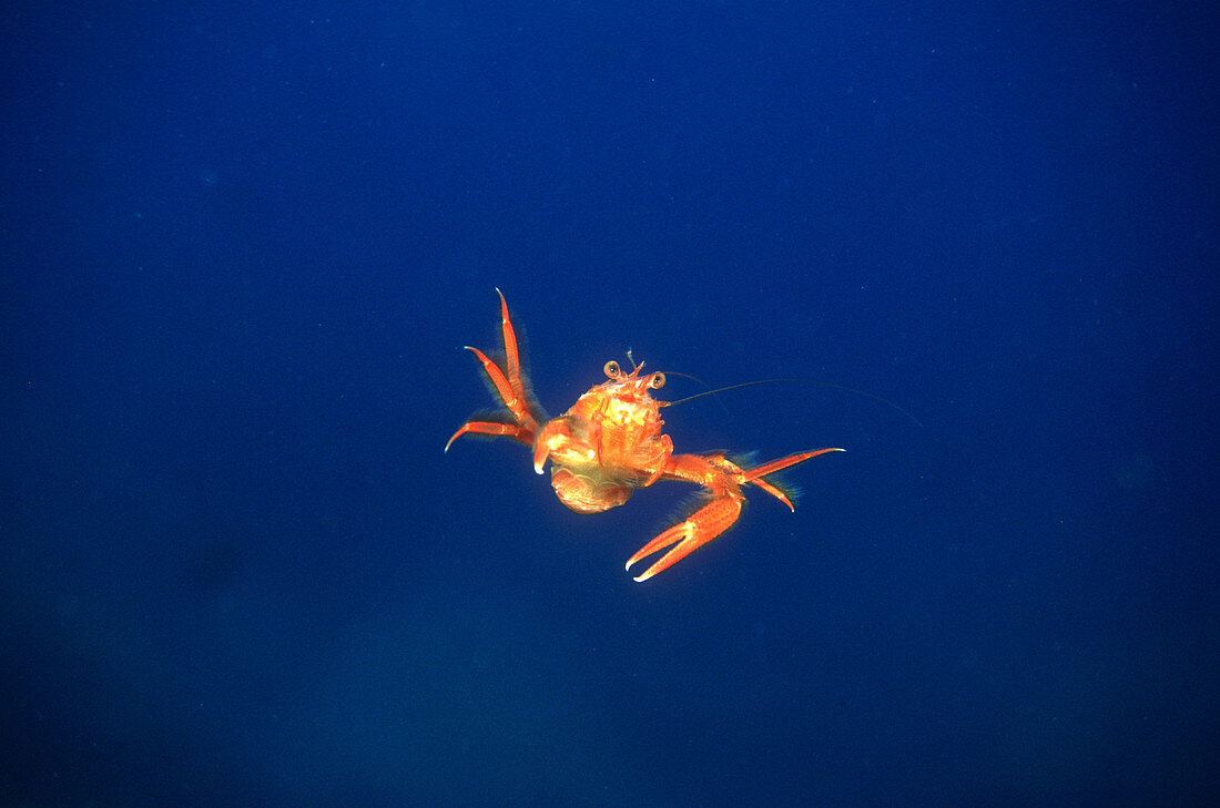 Pelagic Tuna Crab