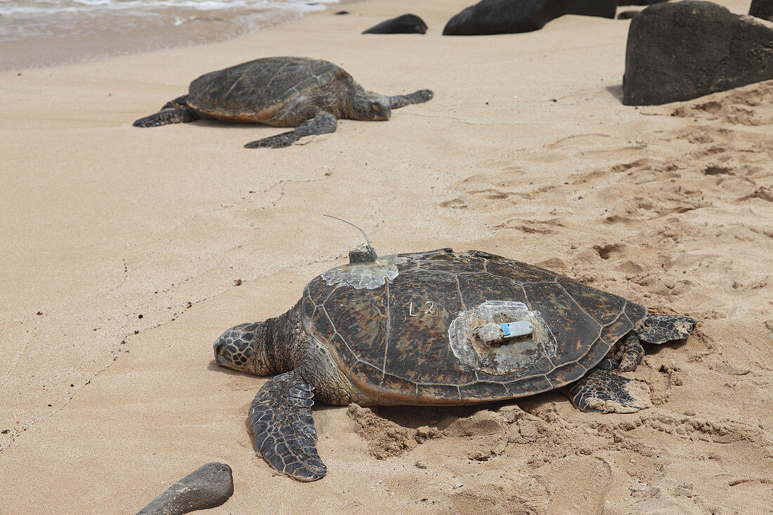 Green Sea Turtles with GPS