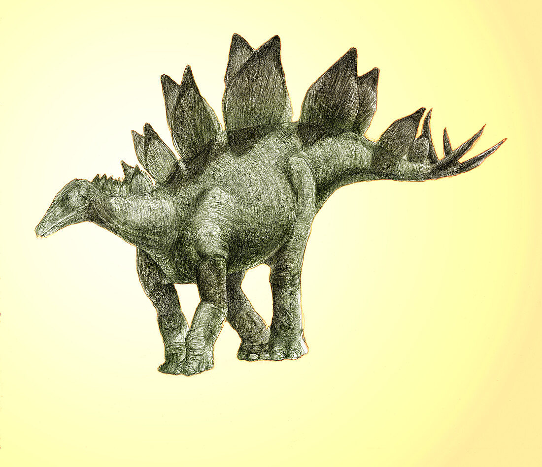 Stegosaurus