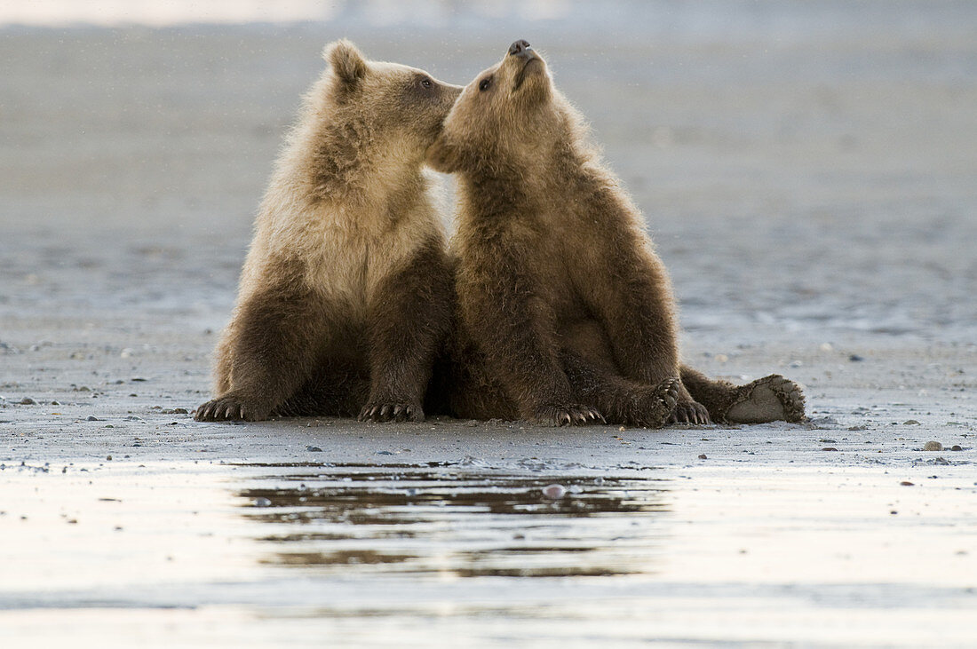 Brown Bear Cubs