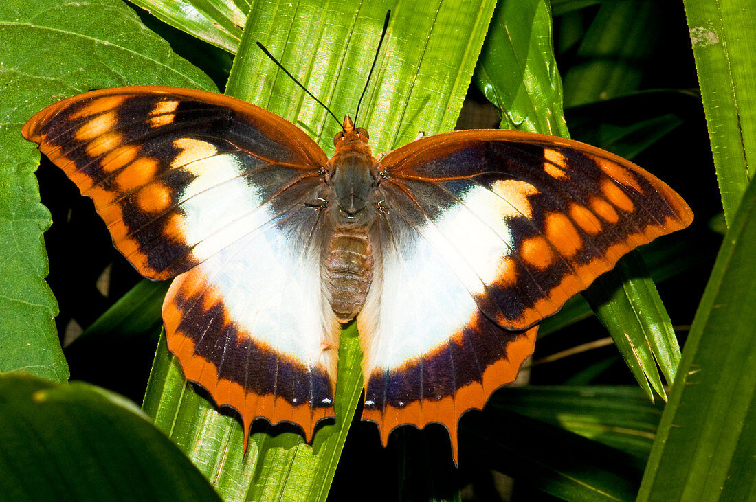 Flame Bordered Charaxes Butterfly