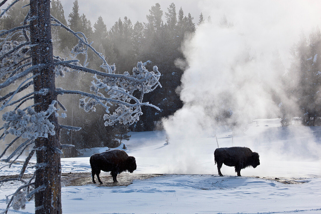 Bison near thermal springs