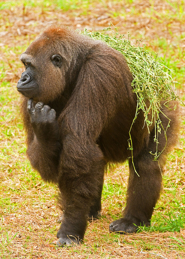 Western Lowland Gorilla (Female)