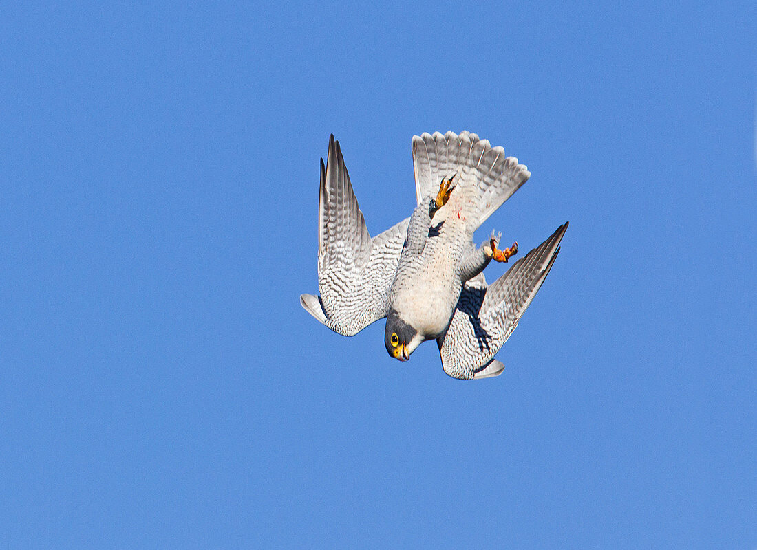 Peregrine Falcon