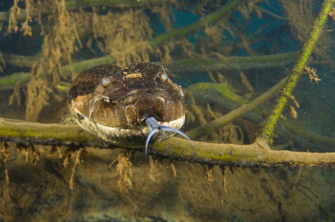 Anaconda Underwater