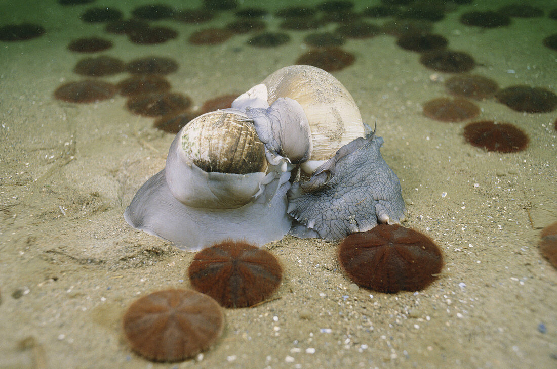 Mating Moon Snails