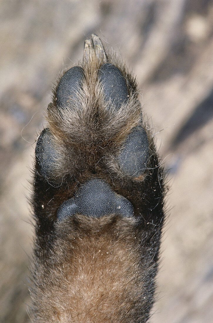 Gray Fox Paw