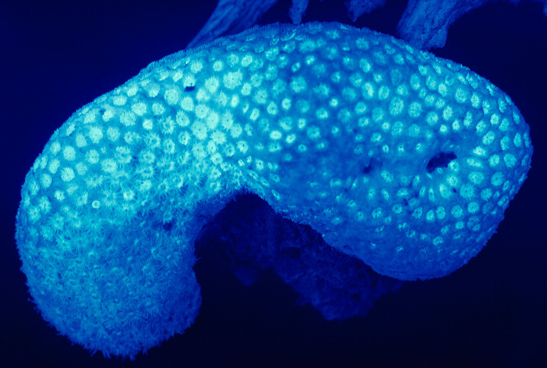 Stony Coral in UV Light