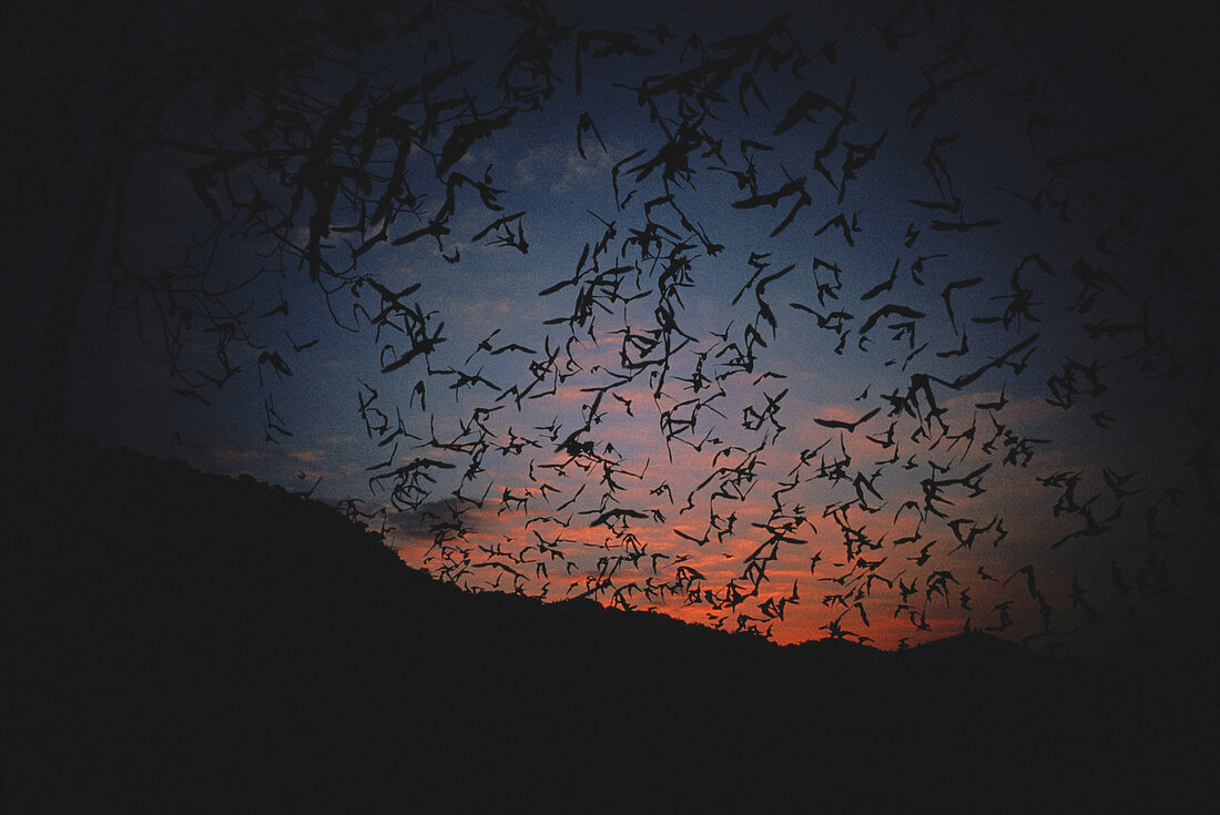 Bats in Thailand