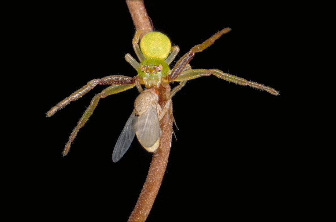 Crab spider with prey