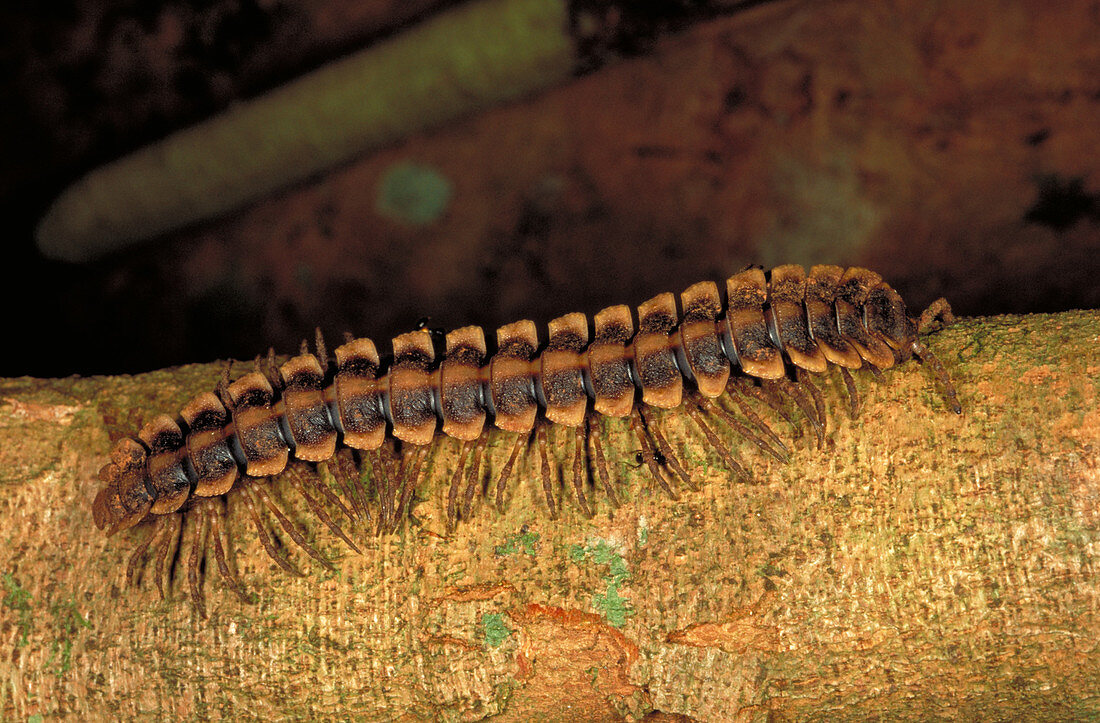 Millipede on log