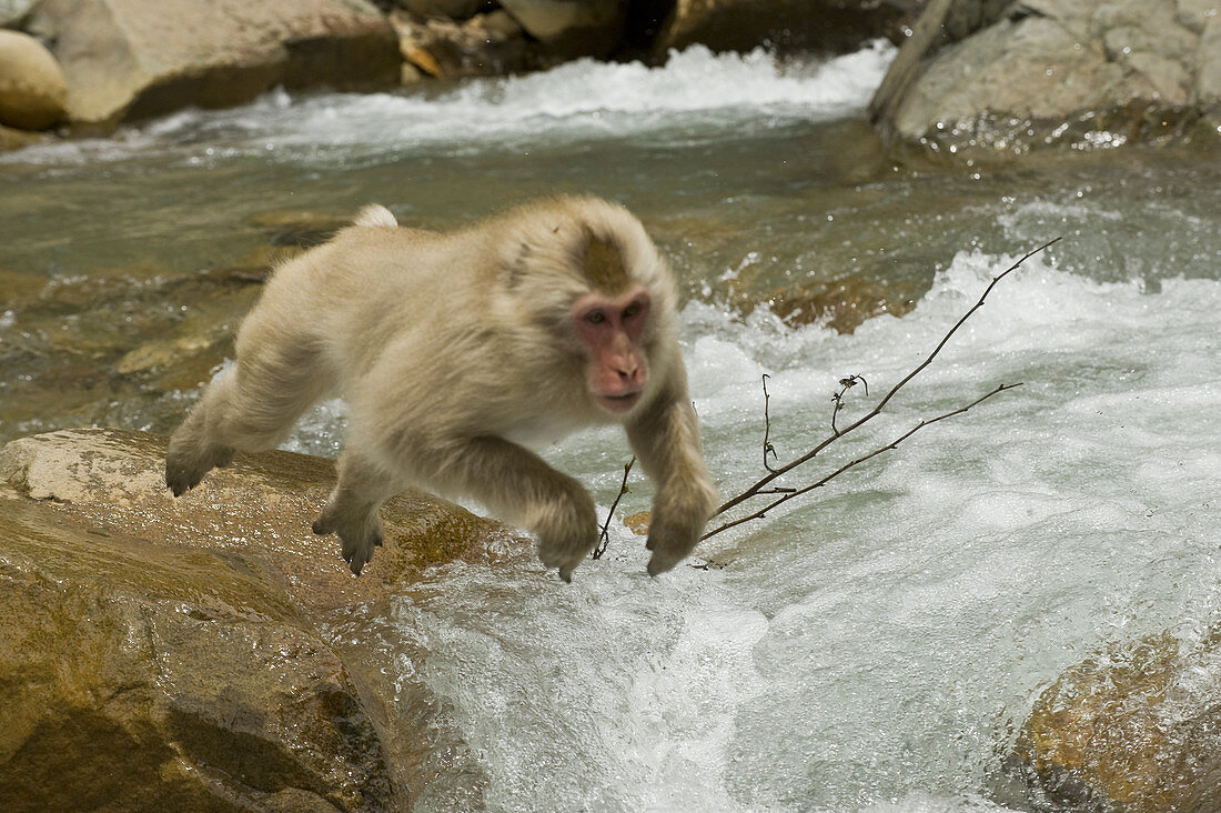 Snow Monkey Crossing River,Japan