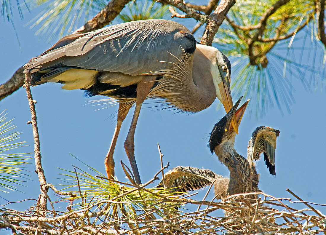 Great Blue Heron Adult Feeding Nestling