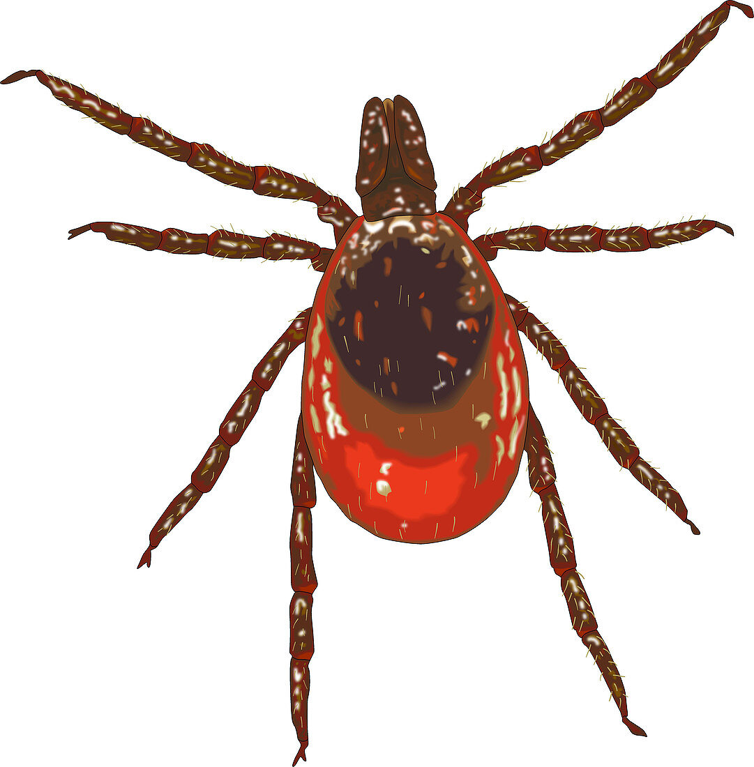 Blacklegged Tick