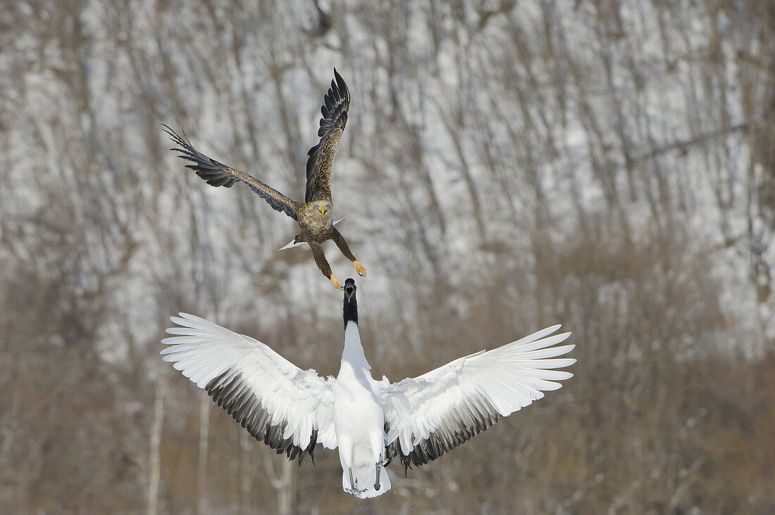 Red-crowned Crane attacking Eagle