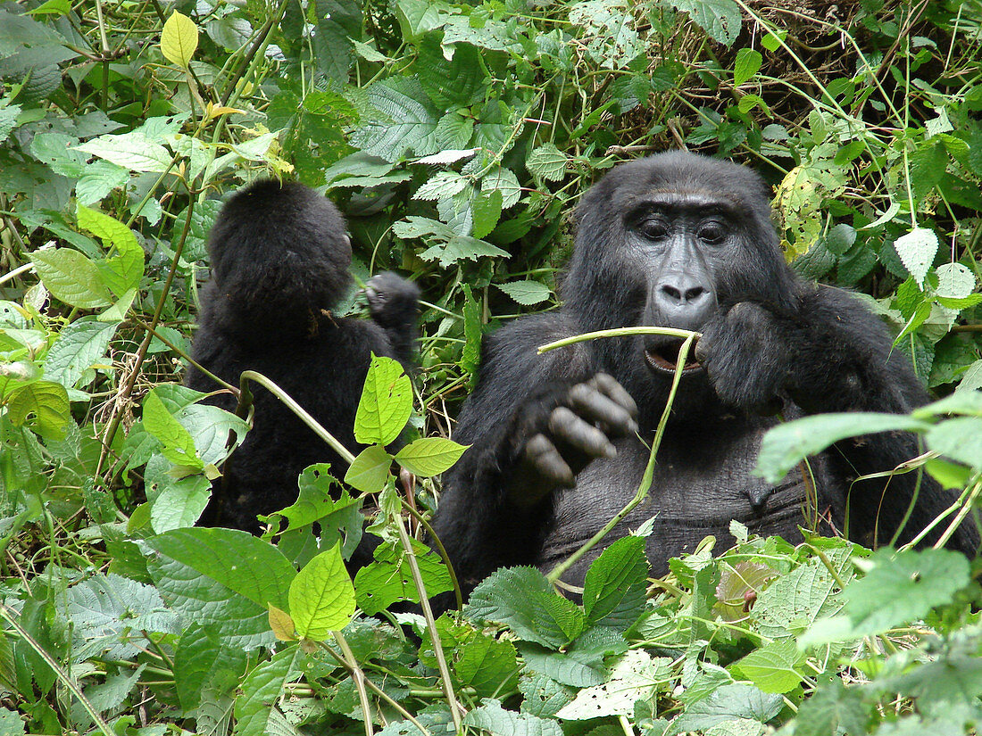 Mountain Gorilla and Young