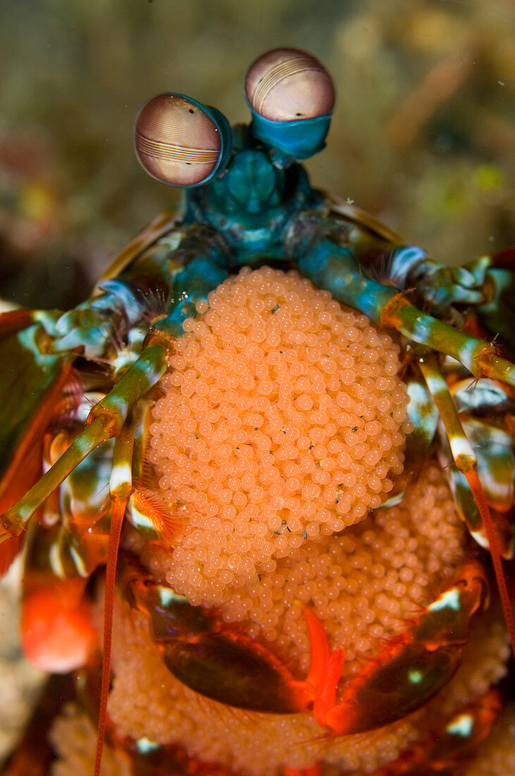 Mantis Shrimp with Eggs