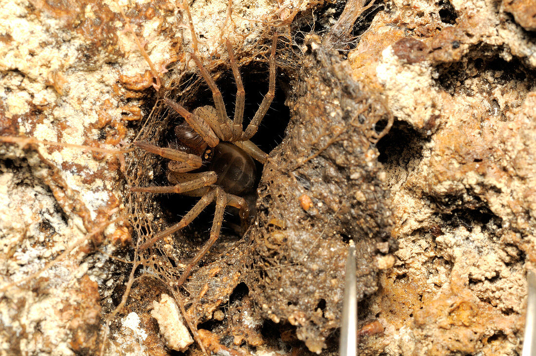 Trapdoor Spider