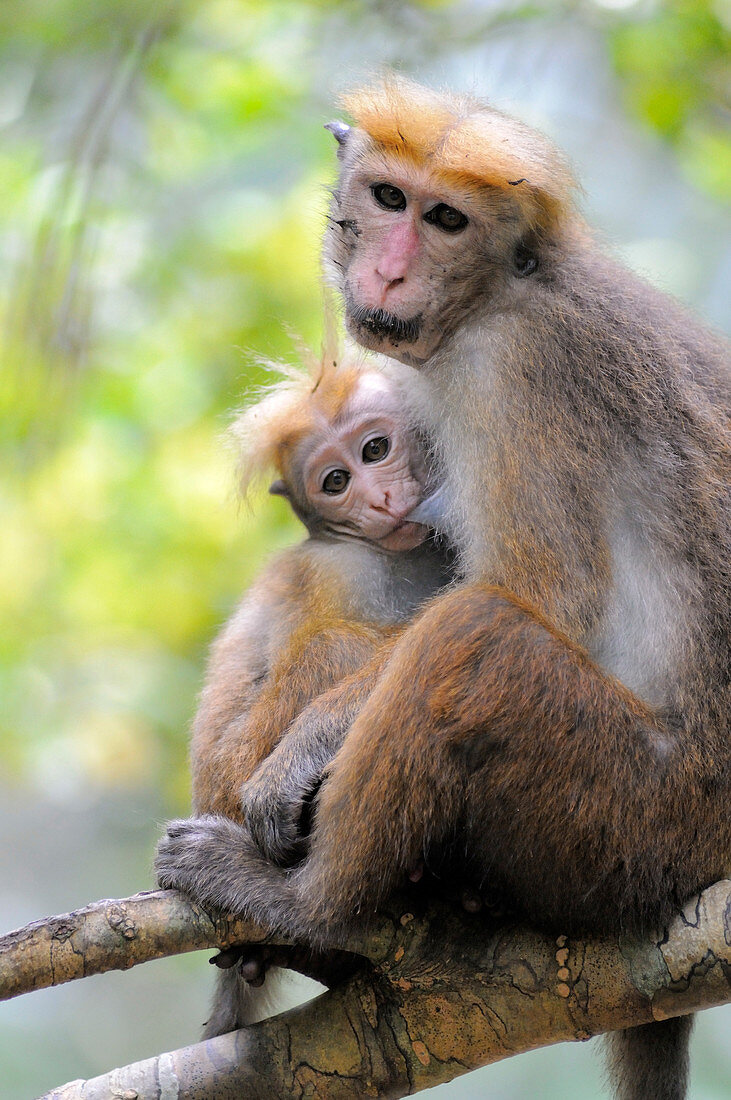 Toque Macaque Nursing Young