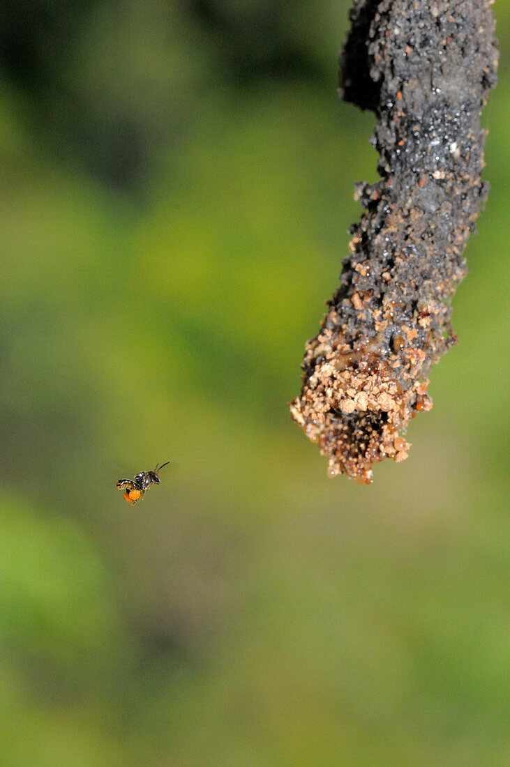 Stingless Bee at Hive Entrance