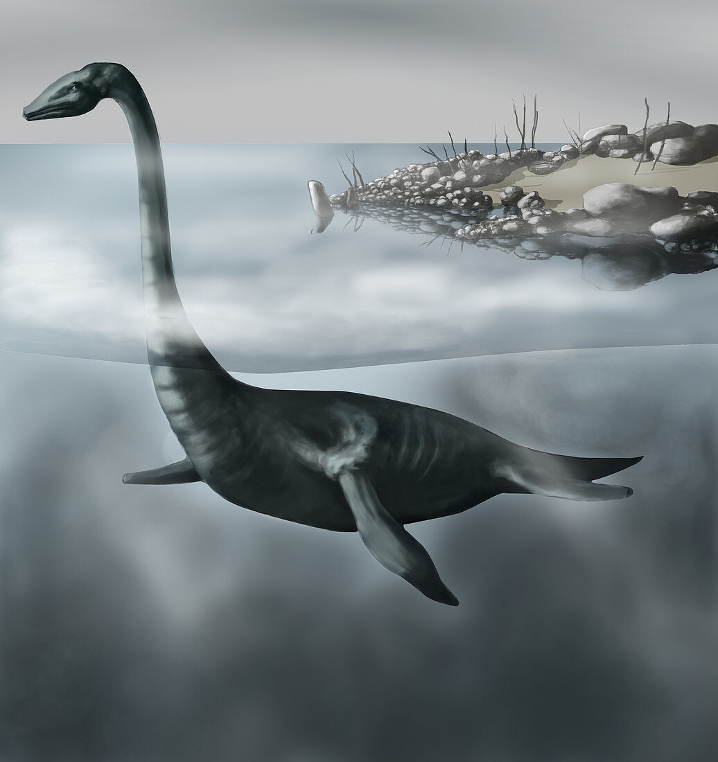 Plesiosaur