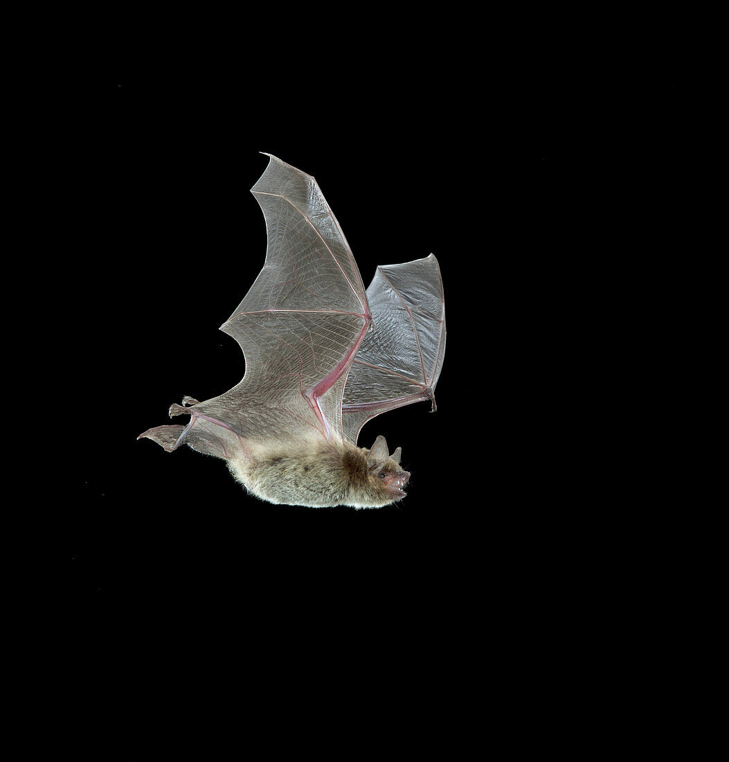 Cave Myotis Bat