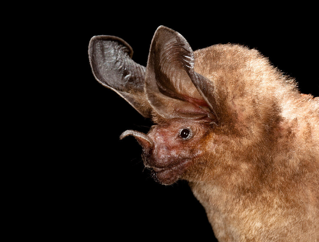 Pygmy round-eared bat