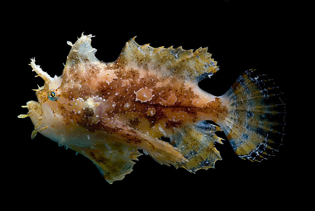 Sargassumfish