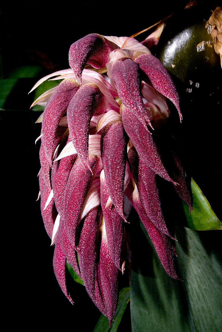 Bulbophyllum Orchid