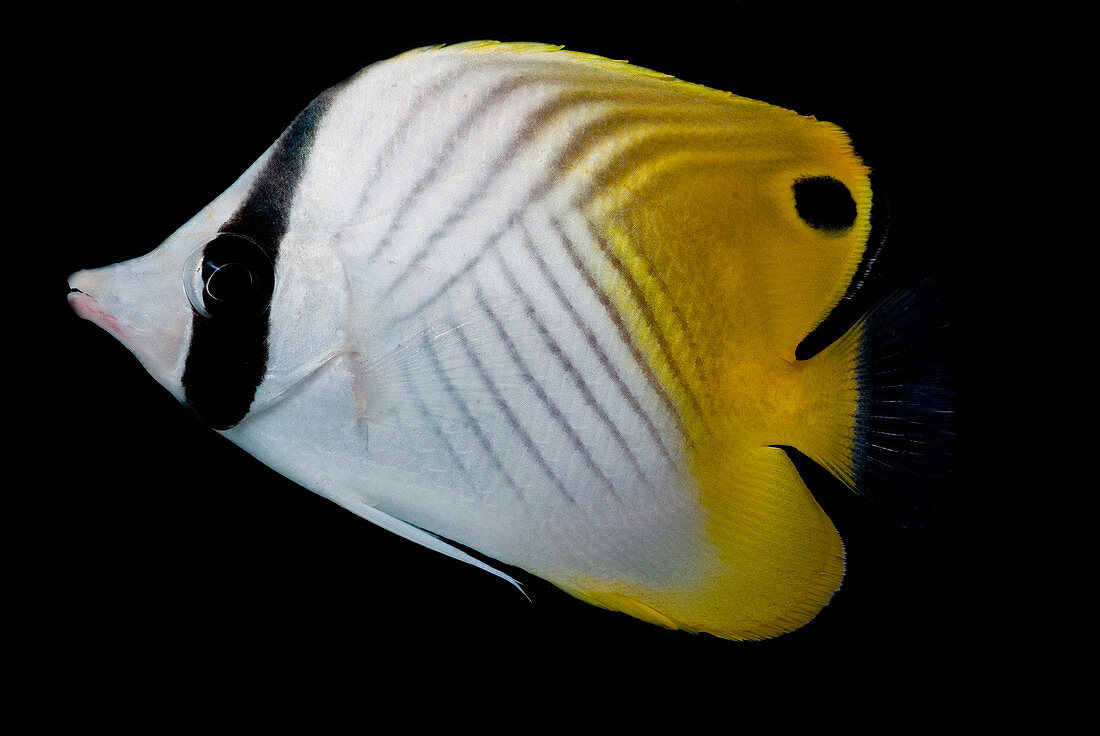 Auriga Butterfly fish