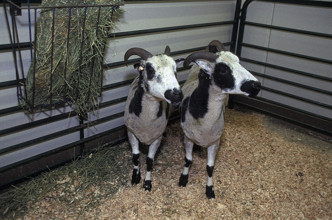 Cloned Sheep Twins