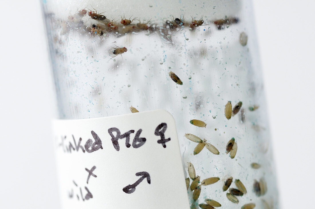 Drosophila research