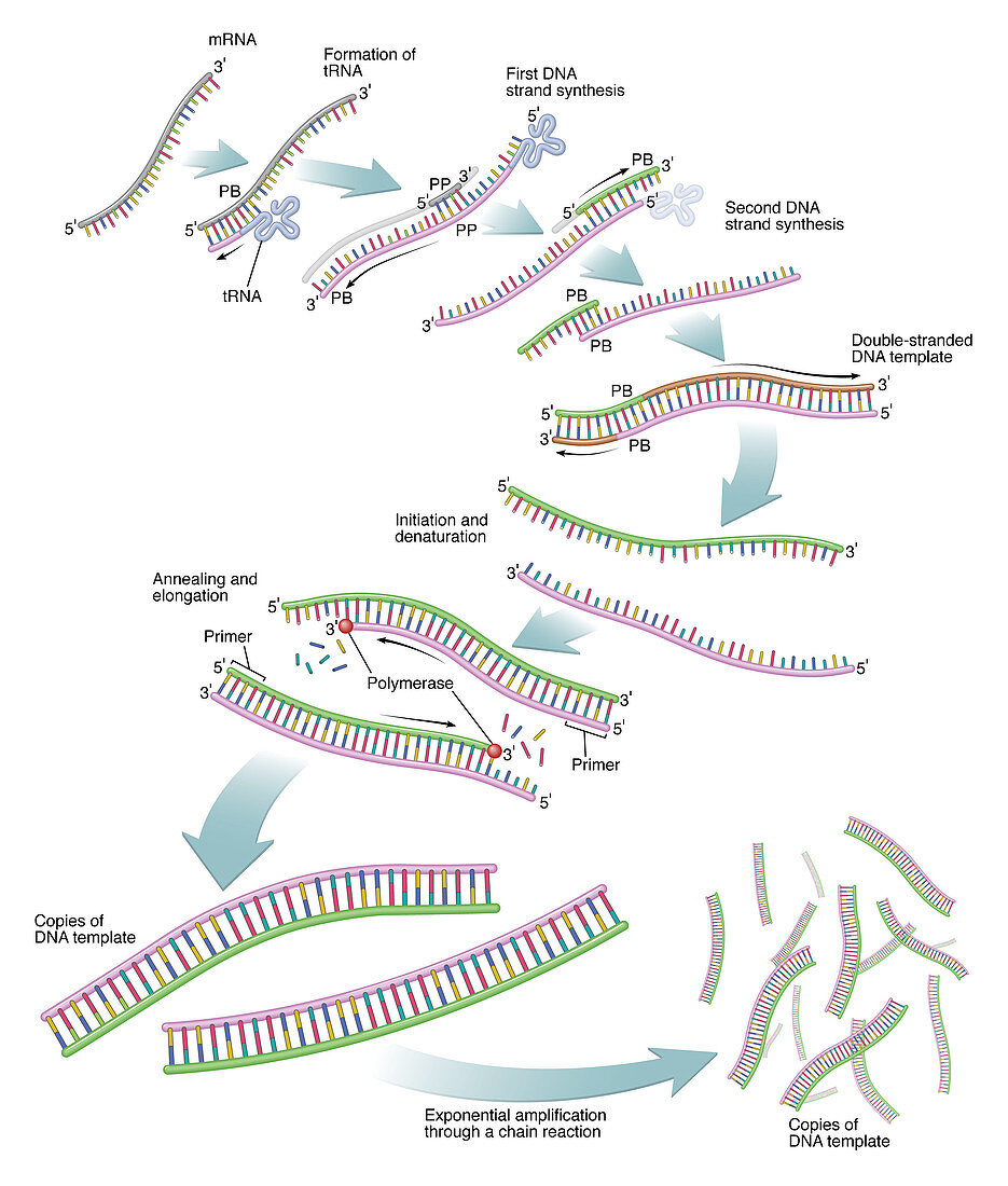 Reverse Transcription Polymerase Chain Re