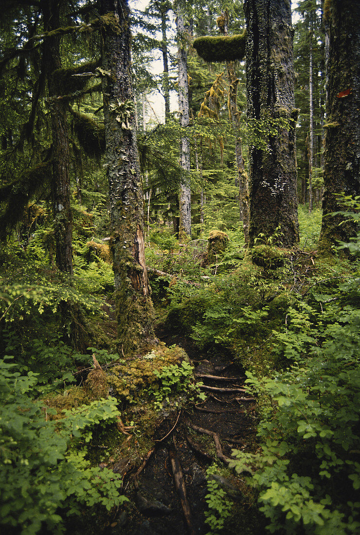 Alaskan Rainforest