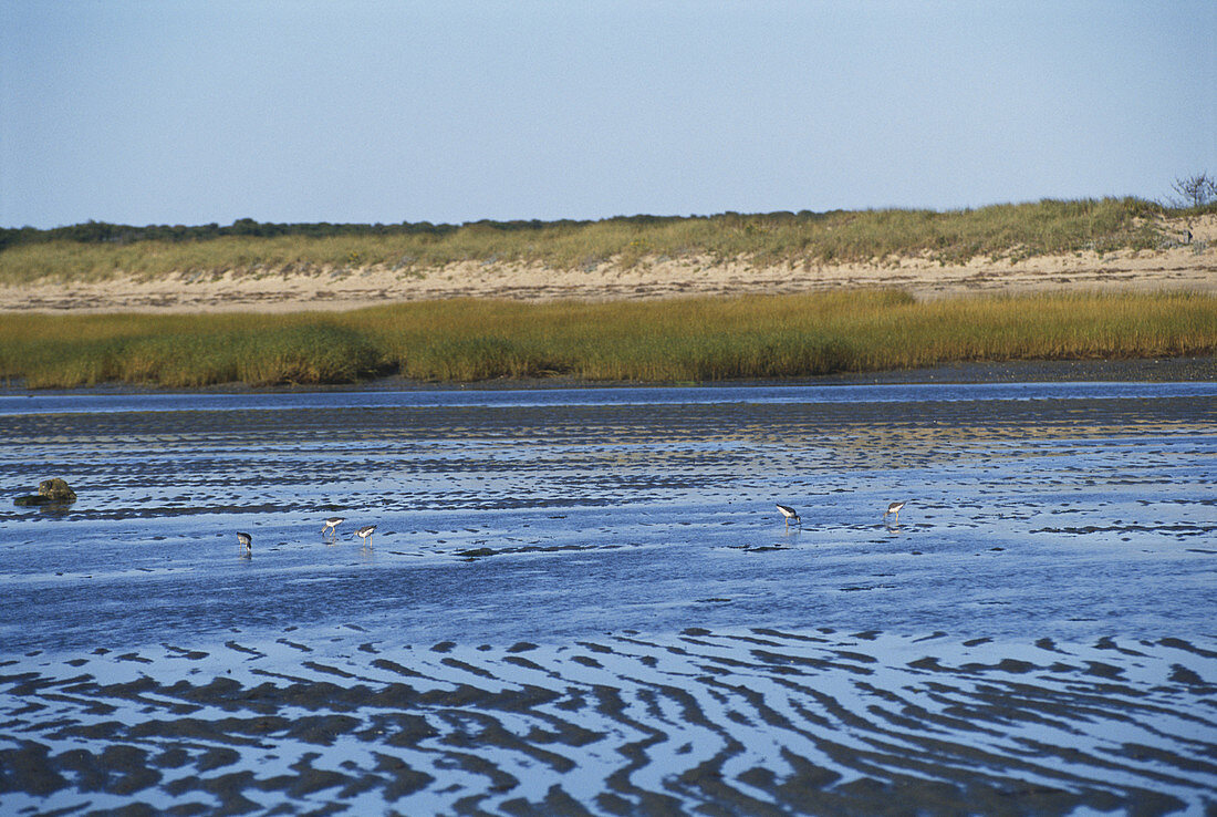 Tidal Mud Flats