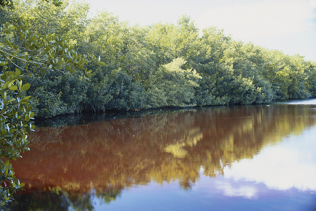 Mangroves in the Everglades