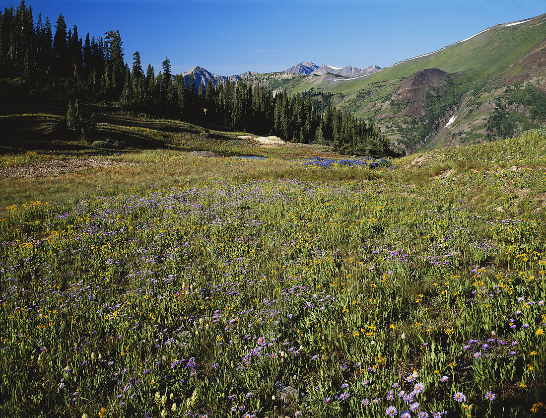 Paradise Basin,Colorado